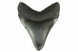 Fossil Megalodon Tooth - South Carolina #130801-2